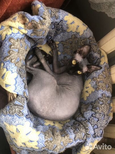 Отдам в добрые руки кошечку