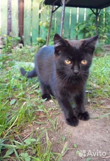 Кошка в дар