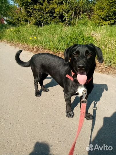 Маленькая собака Инда в добрые руки