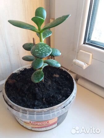 Денежное дерево