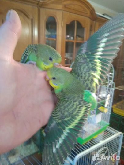 Попугаи волнистые от 1 месяца