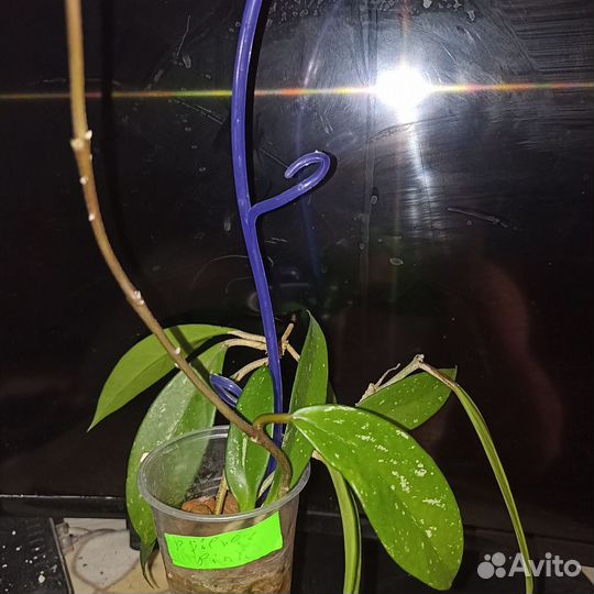 Хойя, джунгли, кампанулата 5 растений, 6 разные