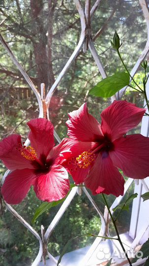 Гибискус китайская роза