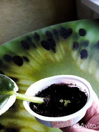 Фиалка Настя