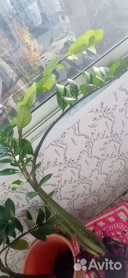 Замиокулькас