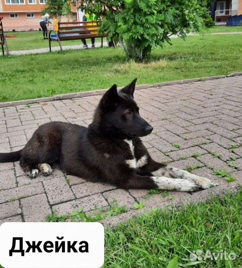 Собака в добрые руки