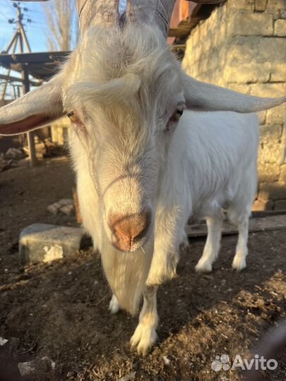 Козел на племя