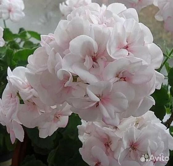 Красивоцветущие комнатные растения