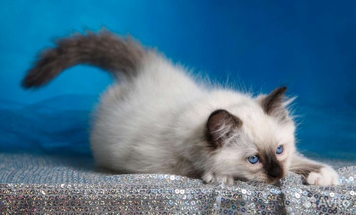 Котята рэгдолл