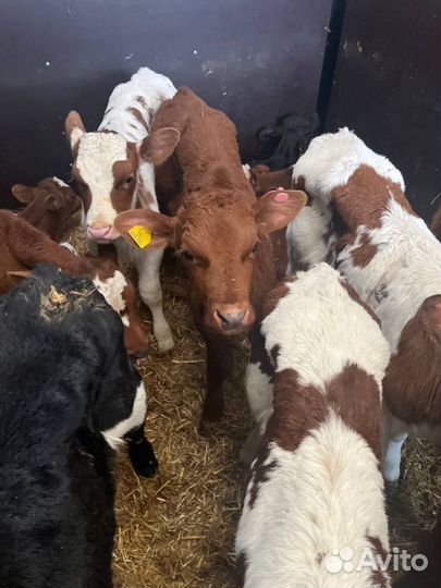 Телята бычки доставка