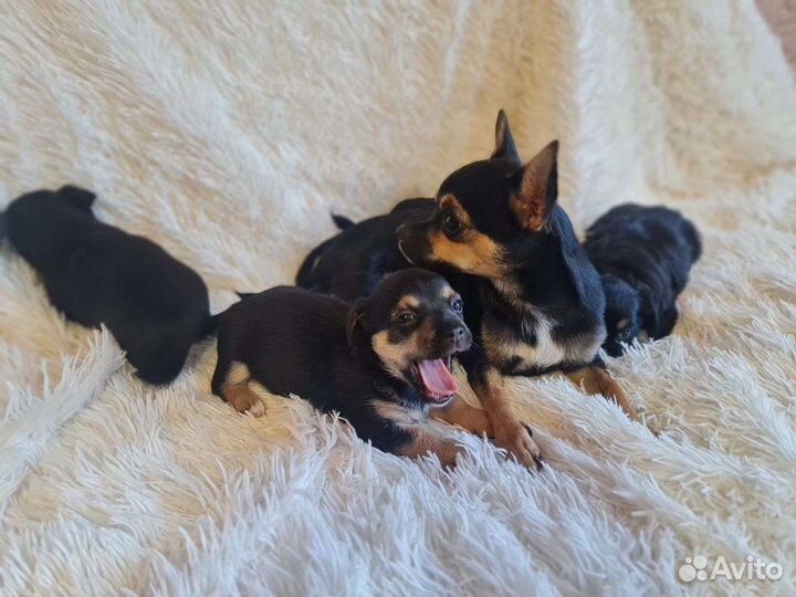 Той-терьер щенки