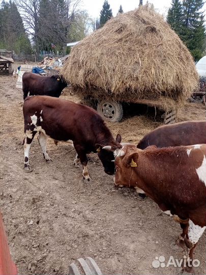 Быки на мясо