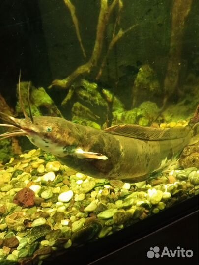 Аквариумные рыбы