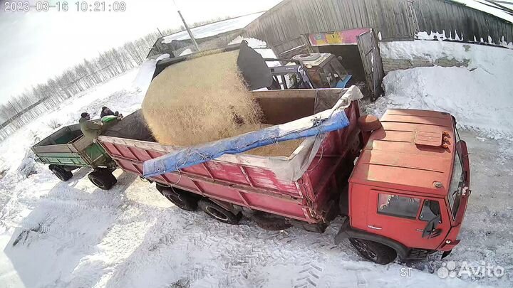 Пшеница. Ячмень.Рожь