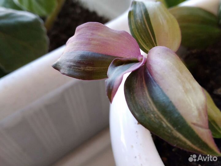 Сциндапсусы, Эпипремнумы,Традесканции,Зефирантесы