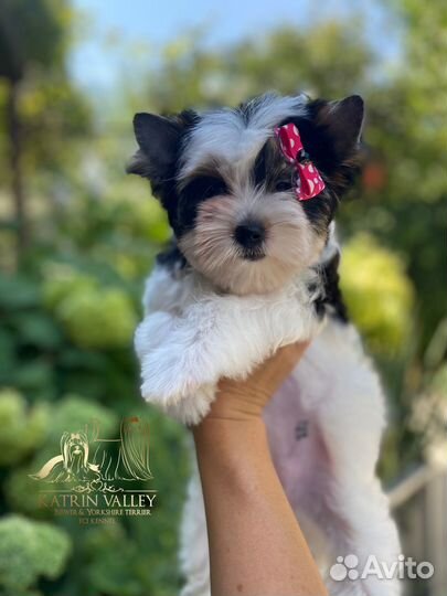 Бивер стандартная девочка