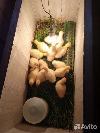 Гусята линда