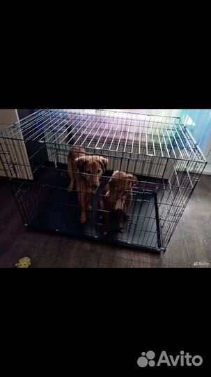 Клетка для собаки бу