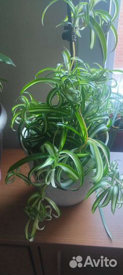 Хлорофитум кудрявый
