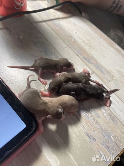 Крысята в добрые руки