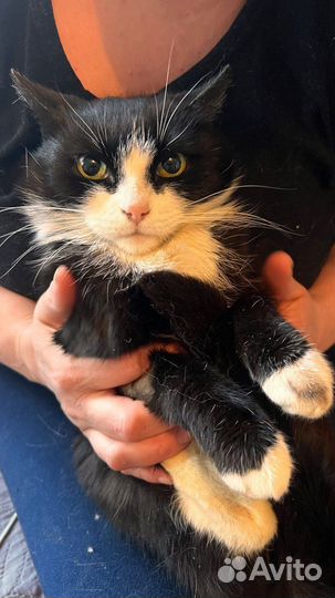 Кошка в добрые руки