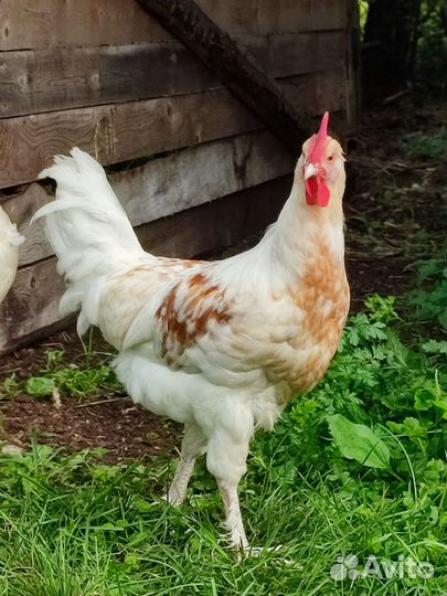 Молодые петушки