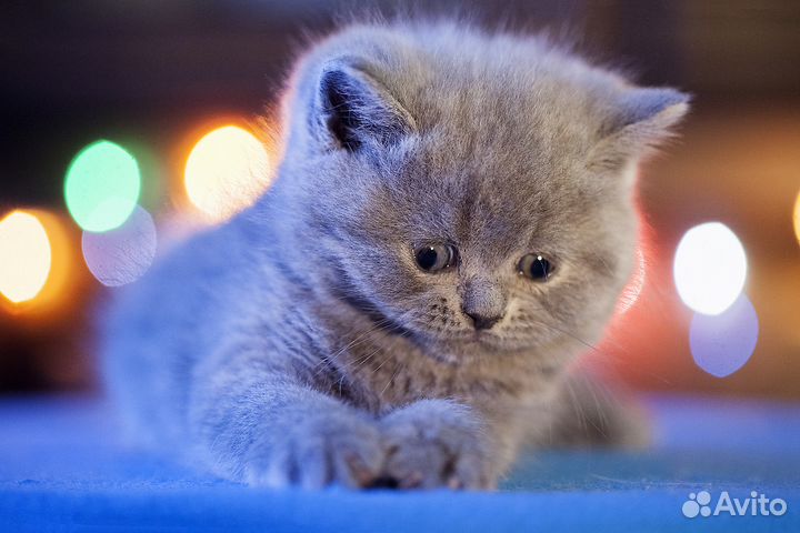 Британский королевский котенок Мурзий