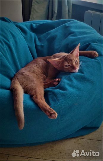 Абиссинская девочка сорель