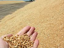 Зерно пшеница ячмень в розницу