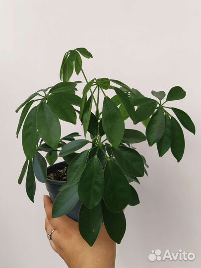 Комнатные цветы шефлера