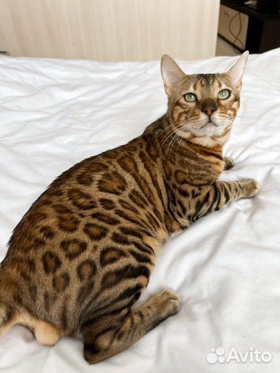 Бенгальский кот с Титулом Чемпиона