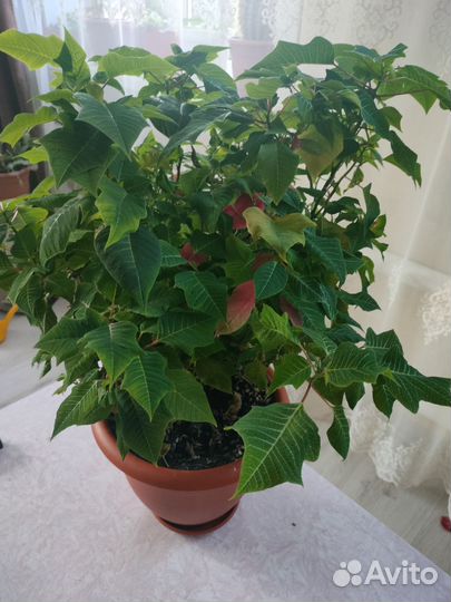 Пуансеттия рождественская звезда