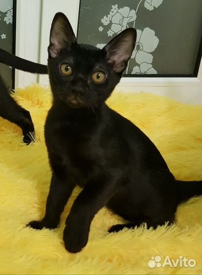 Бомбейские котята