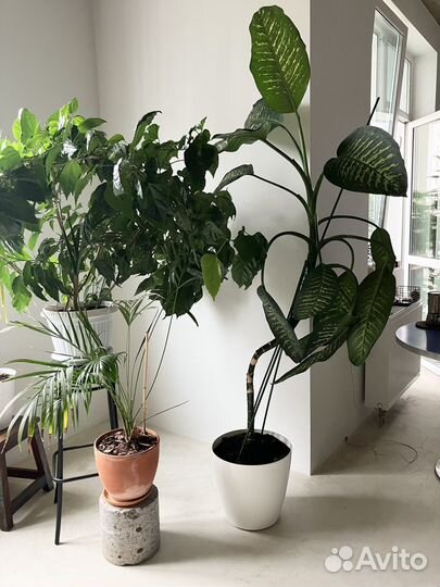 Диффенбахия около 2м. в высоту