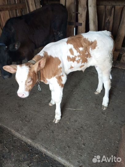 Коровы с телятами. Бычки