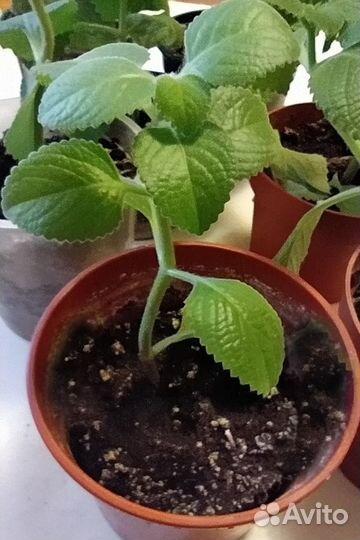 Мята комнатная (Плектрантус) Мохито