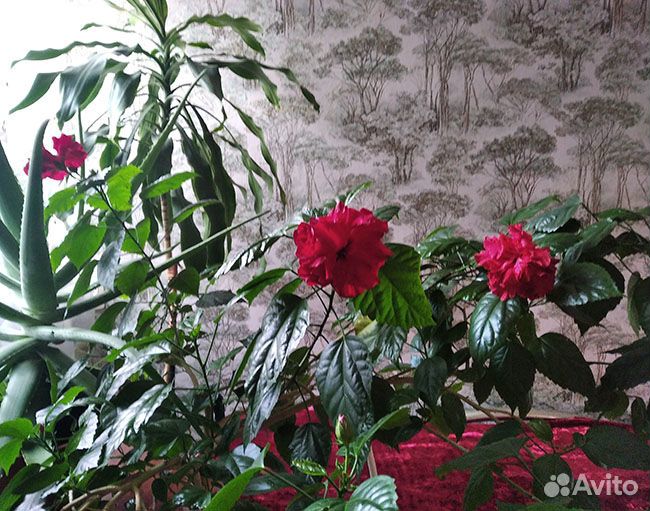 Китайская роза или гибискус красная махровая