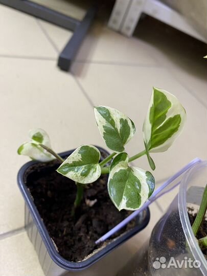 Эпипремнум н-джой