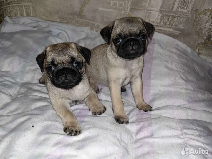 Щенки мопса