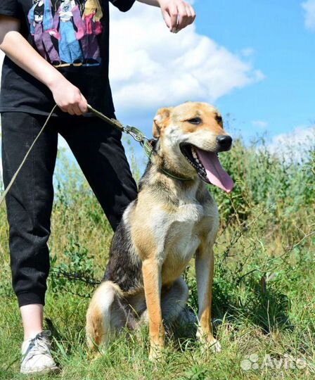 Крупный Лосяш хочет домой
