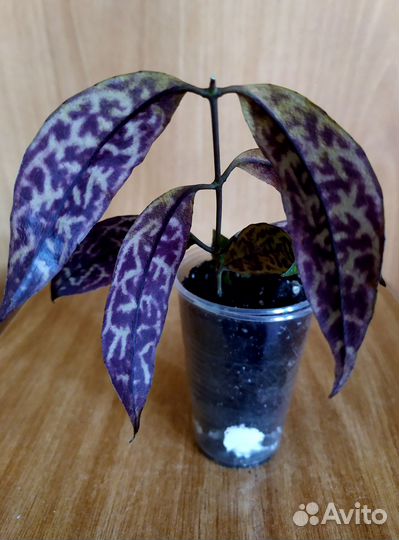 Сингониум. Эсхинантус. Крассула. Седум