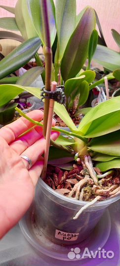 Орхидея Лиодоро домашняя