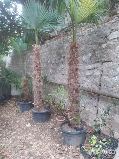 Пальма трахикарпус