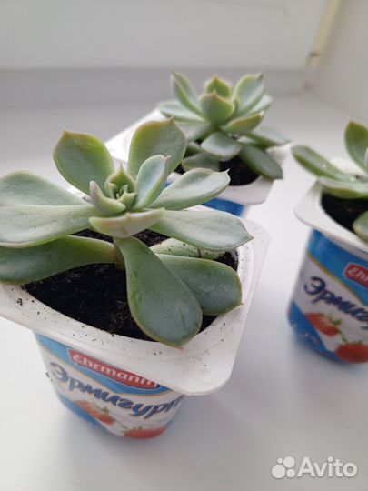 Продам суккуленты