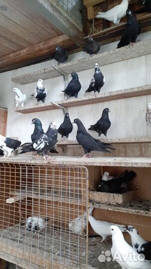 Голуби бакинские Чили