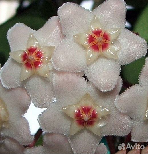 Хойя. Восковой плющ