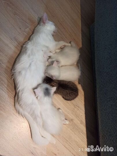Кошка