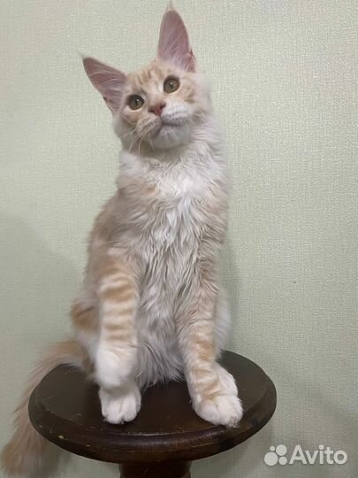 Марсель Аль Тойя