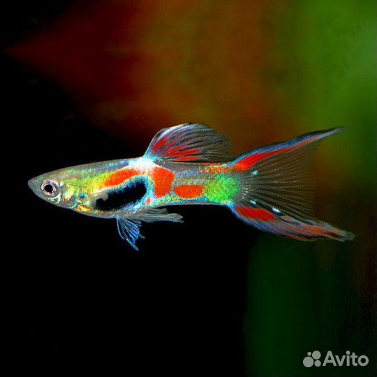 Аквариумные рыбки