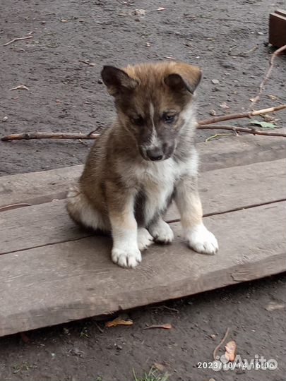 Отдам щенков в ответственные добрые руки